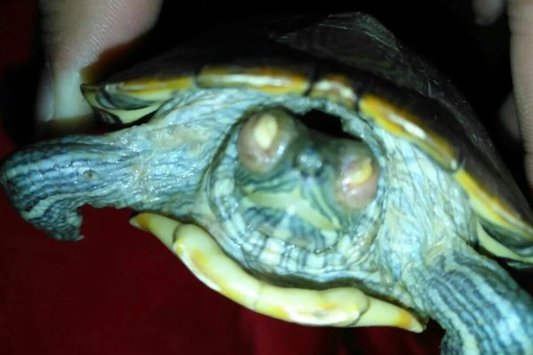 乌龟受冻后能否成活，长时间受冻会死亡