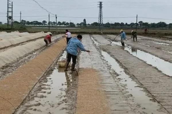 怎么防治弯孢菌叶斑病，适当早播可以减轻发病