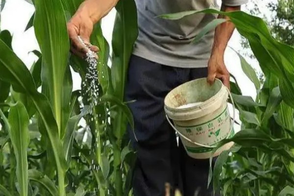 怎么防治弯孢菌叶斑病，适当早播可以减轻发病