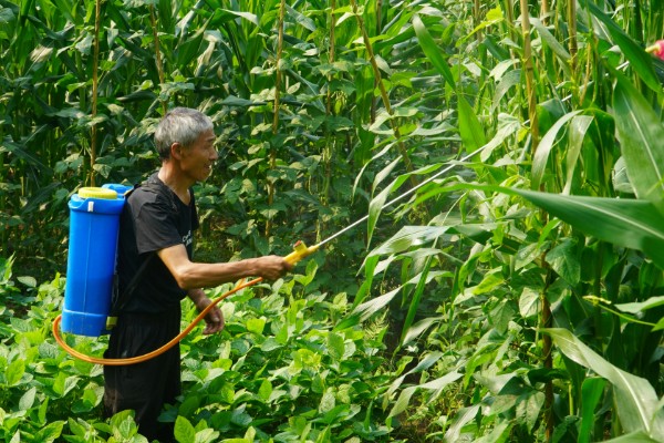 怎么防治弯孢菌叶斑病，适当早播可以减轻发病