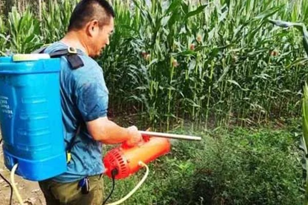 怎么防治弯孢菌叶斑病，适当早播可以减轻发病