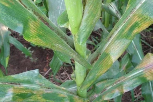 怎么防治弯孢菌叶斑病，适当早播可以减轻发病