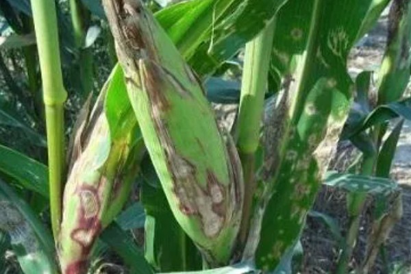 怎么防治弯孢菌叶斑病，适当早播可以减轻发病