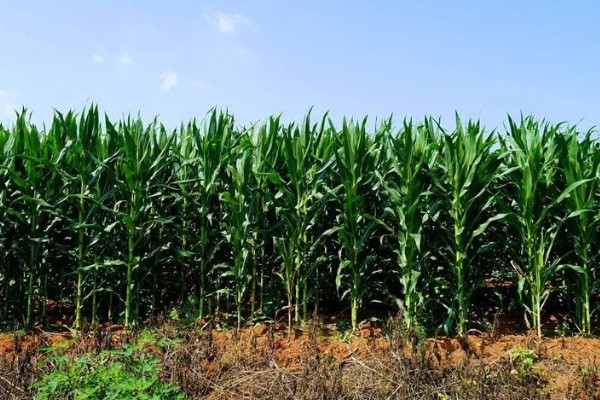 怎么防治弯孢菌叶斑病，适当早播可以减轻发病