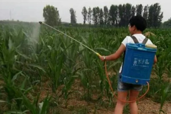 怎么防治弯孢菌叶斑病，适当早播可以减轻发病