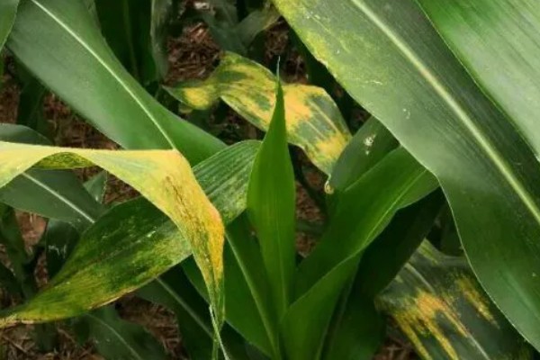 怎么防治弯孢菌叶斑病，适当早播可以减轻发病