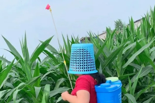 怎么防治弯孢菌叶斑病，适当早播可以减轻发病