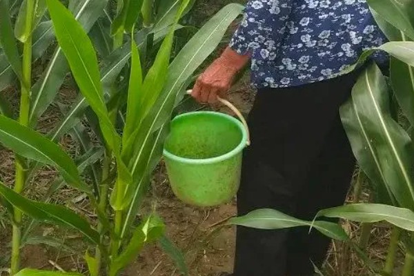 怎么防治弯孢菌叶斑病，适当早播可以减轻发病