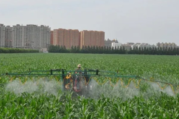 怎么防治弯孢菌叶斑病，适当早播可以减轻发病