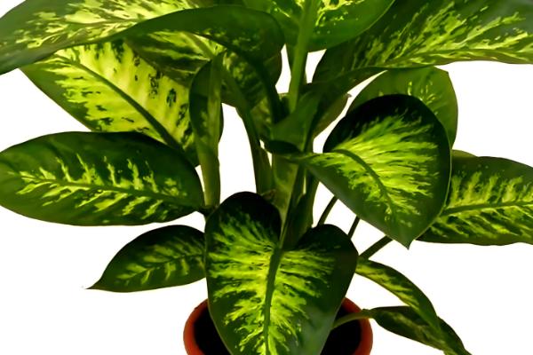 花叶万年青为什么叶子耷拉，可能是浇水过多、土壤变质等因素造成