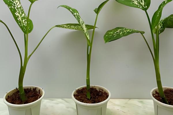 花叶万年青为什么叶子耷拉，可能是浇水过多、土壤变质等因素造成