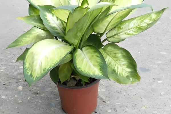 花叶万年青为什么叶子耷拉，可能是浇水过多、土壤变质等因素造成