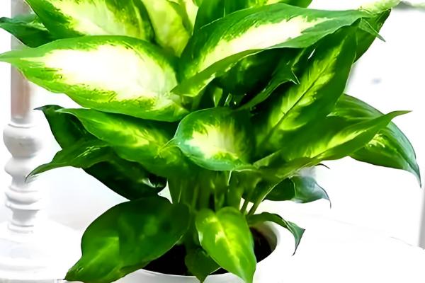 花叶万年青为什么叶子耷拉，可能是浇水过多、土壤变质等因素造成