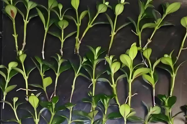 金鱼吊兰的扦插方式，用高锰酸钾溶液浸泡消毒后再插入土壤中