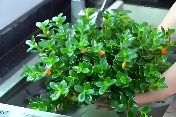 金鱼吊兰的扦插方式，用高锰酸钾溶液浸泡消毒后再插入土壤中