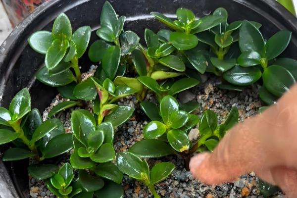 金鱼吊兰的扦插方式，用高锰酸钾溶液浸泡消毒后再插入土壤中