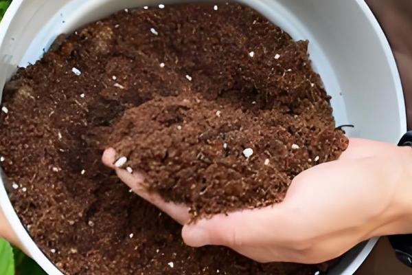 金鱼吊兰的扦插方式，用高锰酸钾溶液浸泡消毒后再插入土壤中