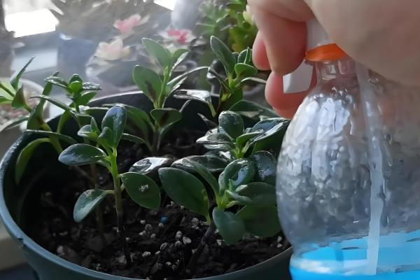 金鱼吊兰的扦插方式，用高锰酸钾溶液浸泡消毒后再插入土壤中