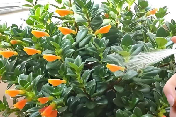 金鱼吊兰的扦插方式，用高锰酸钾溶液浸泡消毒后再插入土壤中