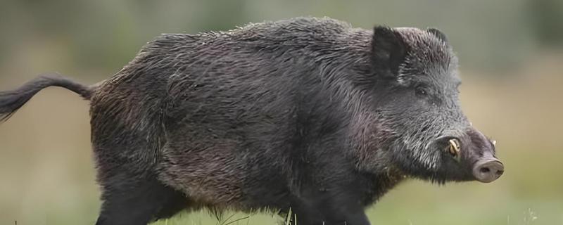 野猪什么时候出来活动，一般在清晨和傍晚时分