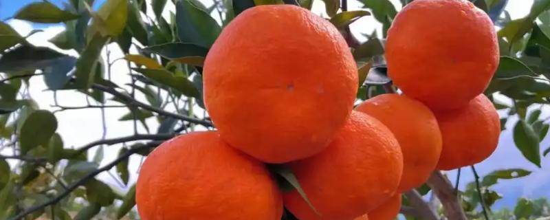 明日见不裂果的养殖方式，要及时进行疏水灌水