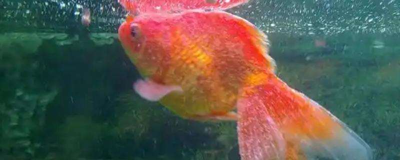 金鱼为何会发生水霉病，生活环境差、养殖密度大是主因