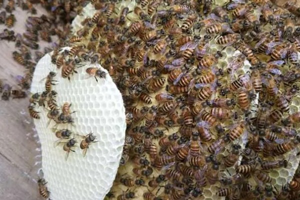 急造王台需要移虫吗，王台里面有幼虫存在