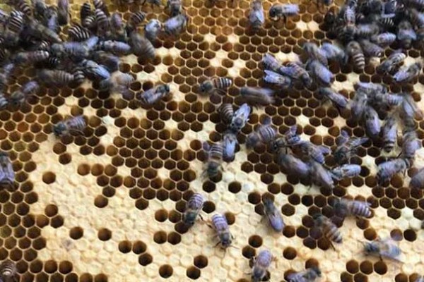 急造王台需要移虫吗，王台里面有幼虫存在