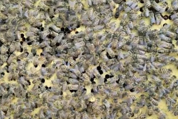 急造王台需要移虫吗，王台里面有幼虫存在