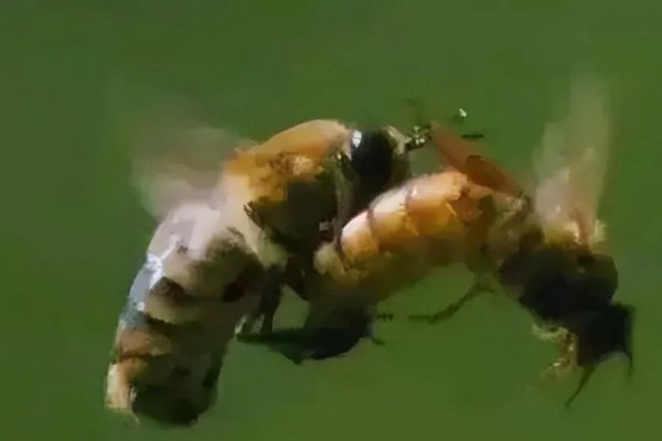 急造王台需要移虫吗，王台里面有幼虫存在