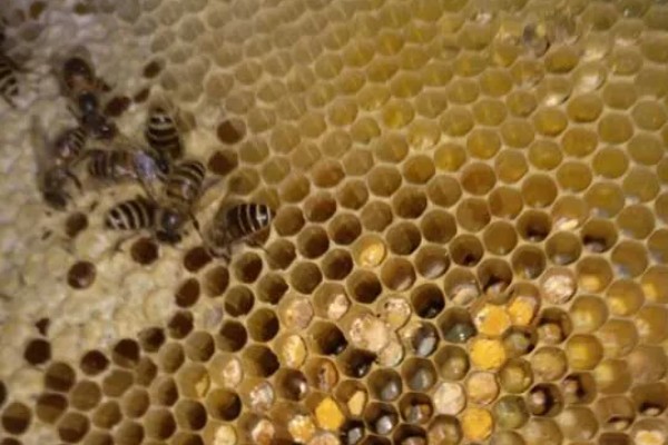 急造王台需要移虫吗，王台里面有幼虫存在