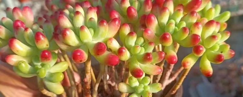 乙女心的花语，寓意活泼青春、顽强坚韧等