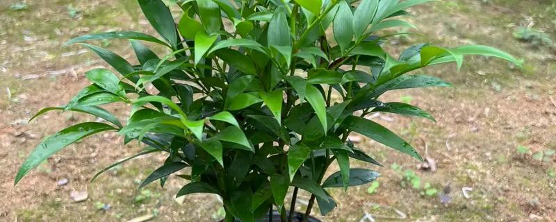 竹柏种子怎么种，当年要适时中耕除草、追施肥料