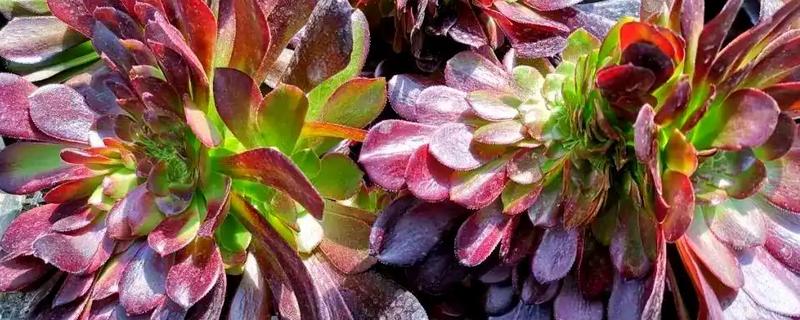 夏天怎么养欧紫法师，要为植株定期的喷洒杀虫剂