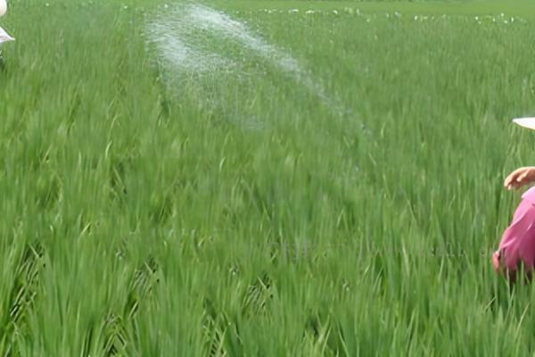 打除草剂过多久才能追肥，不同作物的间隔期有区别