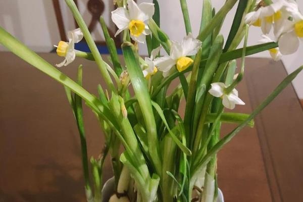 洋水仙开花后如何处理，关键之处就是剪掉残花