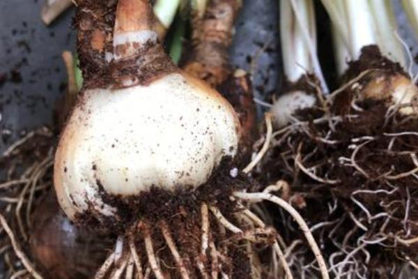 洋水仙开花后如何处理，关键之处就是剪掉残花