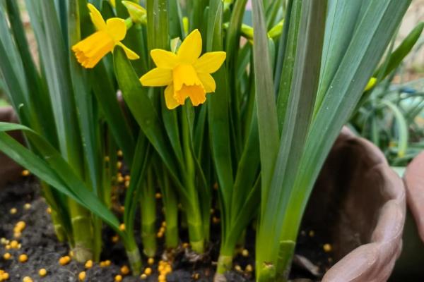 洋水仙开花后如何处理，关键之处就是剪掉残花