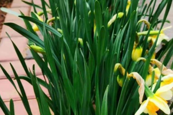 洋水仙开花后如何处理，关键之处就是剪掉残花