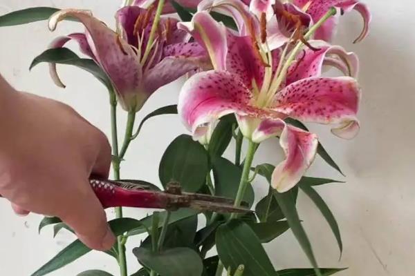 百合花凋谢后如何养护，取出种球放入湿沙或冰箱内保存