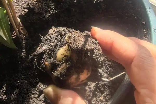 百合花凋谢后如何养护，取出种球放入湿沙或冰箱内保存