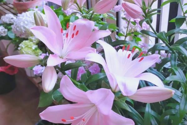 百合花凋谢后如何养护，取出种球放入湿沙或冰箱内保存