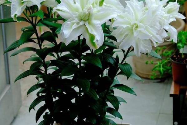 百合花凋谢后如何养护，取出种球放入湿沙或冰箱内保存