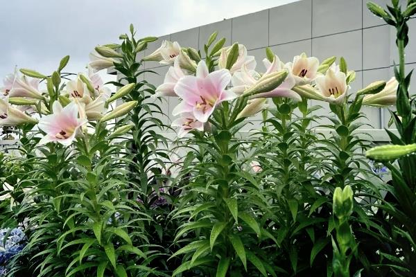 百合花凋谢后如何养护，取出种球放入湿沙或冰箱内保存