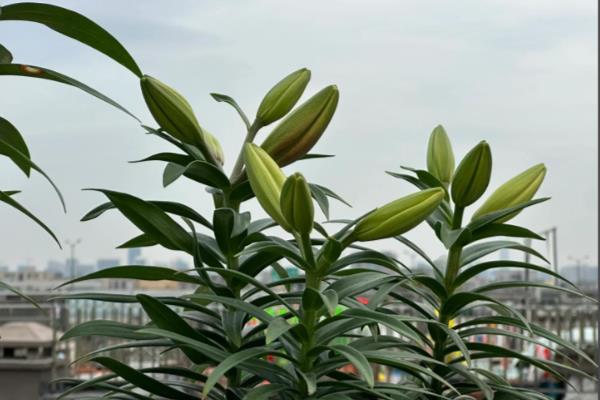 百合花凋谢后如何养护，取出种球放入湿沙或冰箱内保存