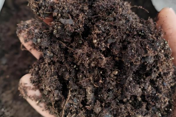 百合花凋谢后如何养护，取出种球放入湿沙或冰箱内保存