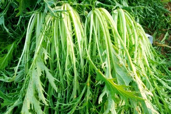 雪菜的简介，属于芥菜的变种