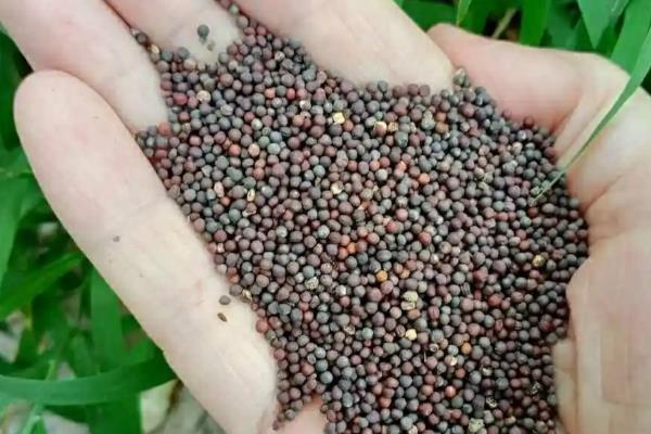 雪菜的简介，属于芥菜的变种