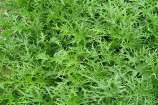 雪菜的简介，属于芥菜的变种