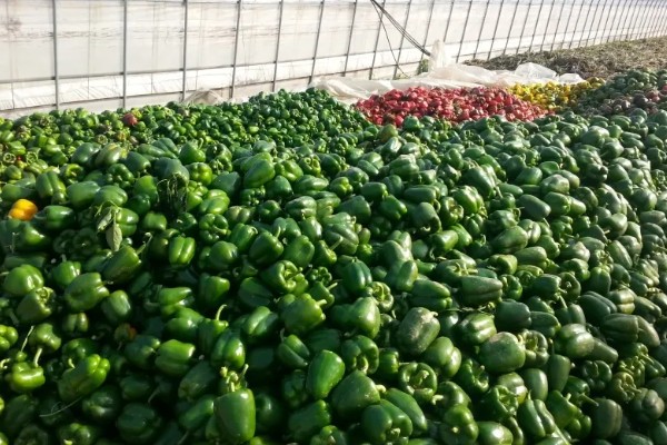 怎么贮藏甜椒,采取灰藏法可随用随取